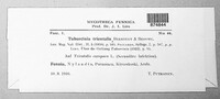 Tuburcinia trientalis image